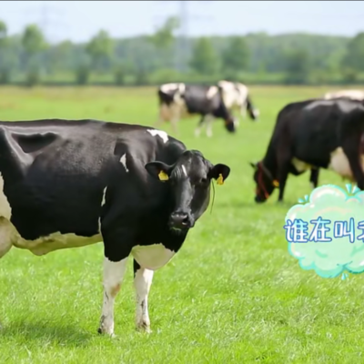 动物耳标丝瓜视频免费下载打标机在“放开我北鼻”，的出色表现